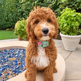 Pumpkin - Apricot female Goldendoodle puppy in La Verne, California from Marshall Goldendoodles
