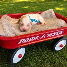 Cove - Parti male Goldendoodle puppy in Boise, Idaho from Goldendoodle Baby
