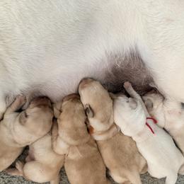 Labrador Retriever puppies from Skywater Labrador Retrievers