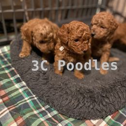 Poodle Puppies from 3C Poodles