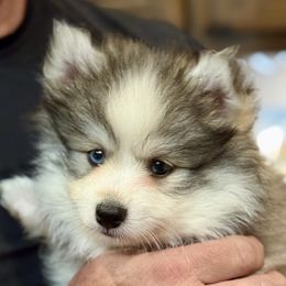 Teddy - Silver and white male Pomsky puppy in Magnolia, Texas from Solace Shelties and Pomskies