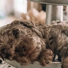 Aussiedoodles, Bernedoodles, and Poodles from Magnolia Grove Doodles