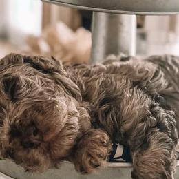 Aussiedoodles, Bernedoodles, and Poodles from Magnolia Grove Doodles