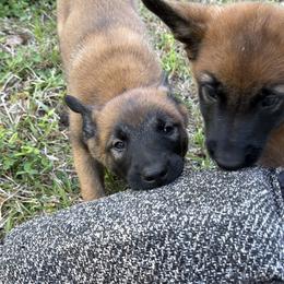 Belgian Malinois Puppies from Artaks Home Malinois