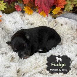 Fudge - Black tri-color male Australian Shepherd puppy in El Dorado Springs, Missouri from OR Aussies