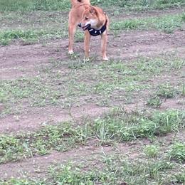 Shiba Inu puppies from My Beloved Shiba LLC