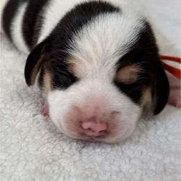 Lark - Black tan and white female Beagle puppy in Rogersville, Missouri from Hales Little Beagle Haven
