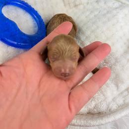 Jet - Red  male Poodle puppy in Florida from Adorable Toy-Miniature Poodles