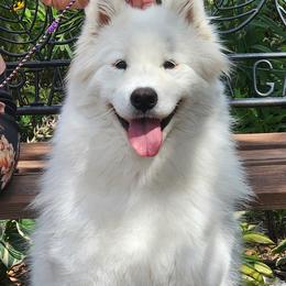 Tundra - Samoyed
