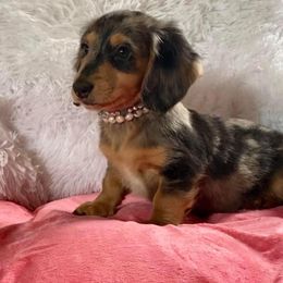 Dachshund and Miniature Schnauzer Puppies from The Bossy Doxie Farm