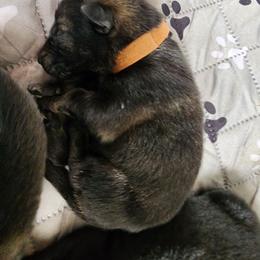 Brown - Sable male German Shepherd puppy in Harwood, Maryland from Reddington Shepherds