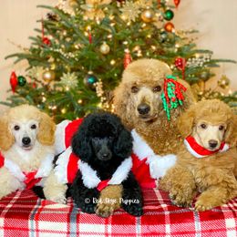 Cavalier King Charles Spaniel and Poodle Puppies from Red Skye Cavaliers