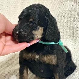 Jett - Phantom female Poodle puppy in Travelers Rest, South Carolina from Cotton Top