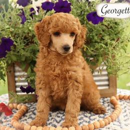 Miniature Schnauzer and Poodle Puppies from Crystal Rose Canines