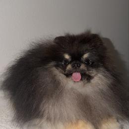 SHORDIE - Pomeranian