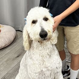 Margo - Goldendoodle
