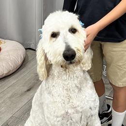 Margo - Goldendoodle