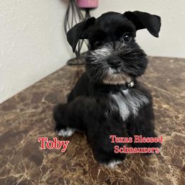 Toby - Black male Miniature Schnauzer puppy in San Antonio, Texas from Texas Blessed Schnauzers