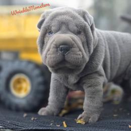 Jasper - Blue male Chinese Shar-Pei puppy in Salem, Ohio from WrinkleMonsters