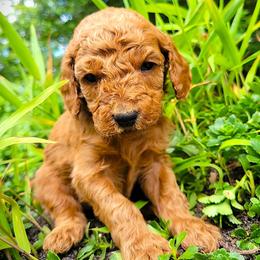 Half Pint - Red  female Goldendoodle puppy in Greer, South Carolina from South Paw Doodles