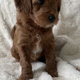 Goldendoodle Puppies from Patton Doodles