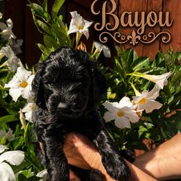 Brown collar boy - Black male Goldendoodle puppy in Fairfield, California from Twin Sisters Doodles