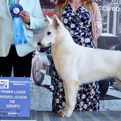 Lilith - Berger Blanc Suisse