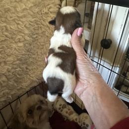 Winston - Brindle and white male Shih Tzu puppy in Elma, Washington from Puddle Jumpers Shih Tzus