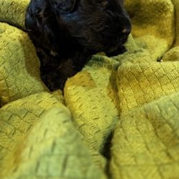 Damon - Black male Giant Schnauzer puppy in Noblesville, Indiana from Stratton House Kennels