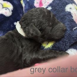 Grey Collar Boy - Black male Poodle puppy in Grandview, Tennessee from FurEver Poodles