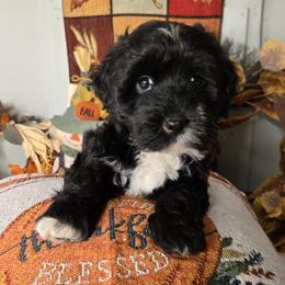 Milo - Black and white male Havanese puppy in Trinity, Alabama from Tooties Cuties Havanese