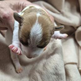 WALKER - White and chocolate male Teddy Roosevelt Terrier puppy in Murray, Kentucky from Froschwald German Shepherds and Xanadu Teddy Roosevelt Terriers