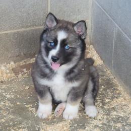 Agouti female - Wolf sable female Pomsky puppy in Gladstone, Virginia from Rustic Charms Miniature Huskys