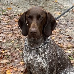 Sparta - German Shorthaired Pointer