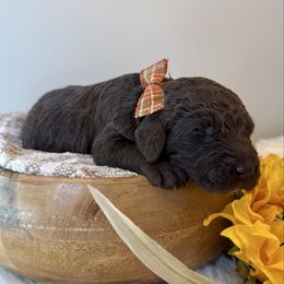 Zero - Chocolate male Labradoodle puppy in Adams, Nebraska from Boxcar Doodles and Poodles