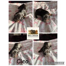 Cleo - Black and tan female Dachshund puppy in Durant, Oklahoma from Big Creek Mini Dachshund