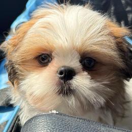 Kyrie - Gold and white male Shih Tzu puppy in Gilbert, Arizona from 🌗 New Moon Shih Tzu 🌗