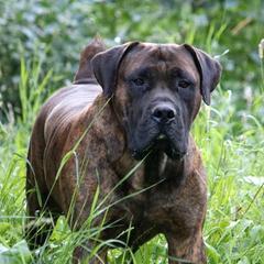 Rhaegar - Boerboel