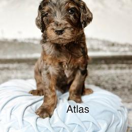 Atlas - Merle male Goldendoodle puppy in Pasco, Washington from Camp Doodle Woods
