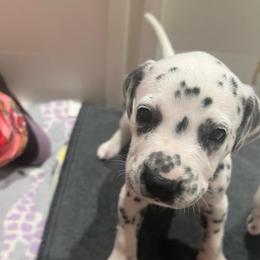 Milky Way - White and black female Dalmatian puppy in Austin, Texas from Dazzling Dalz