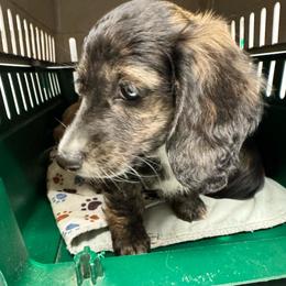 AKC Sterling - Piebald female Dachshund puppy in Knoxville, Tennessee from Thea's Puppies