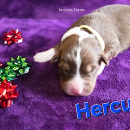 Hercules - Red tri-color male Australian Shepherd puppy in Smithfield, Utah from Invictus Farms