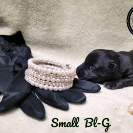 German Shepherd and Scottish Terrier Puppies from Viceroy's Kennel LLC