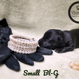 German Shepherd and Scottish Terrier Puppies from Viceroy's Kennel LLC