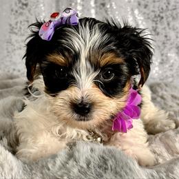 Aria - Parti female Yorkshire Terrier puppy in Denver, Colorado from Melrey's paws