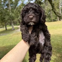 Merlot - Chocolate male Australian Labradoodle puppy in Wesley Chapel, Florida from GWagz