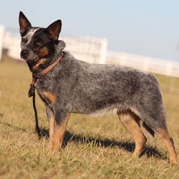 Vivi - Australian Cattle Dog