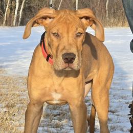 Warden - Merle male Great Dane puppy in Roseau, Minnesota from UNDAD'S KENNELS
