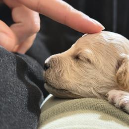 Maltipoo Puppies from Marina