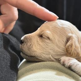 Maltipoo Puppies from Marina